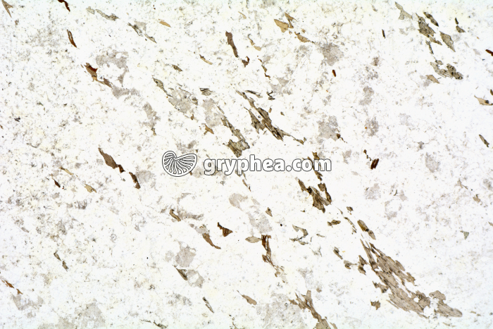 Migmatite LPNA x3,5 - gryphea.com